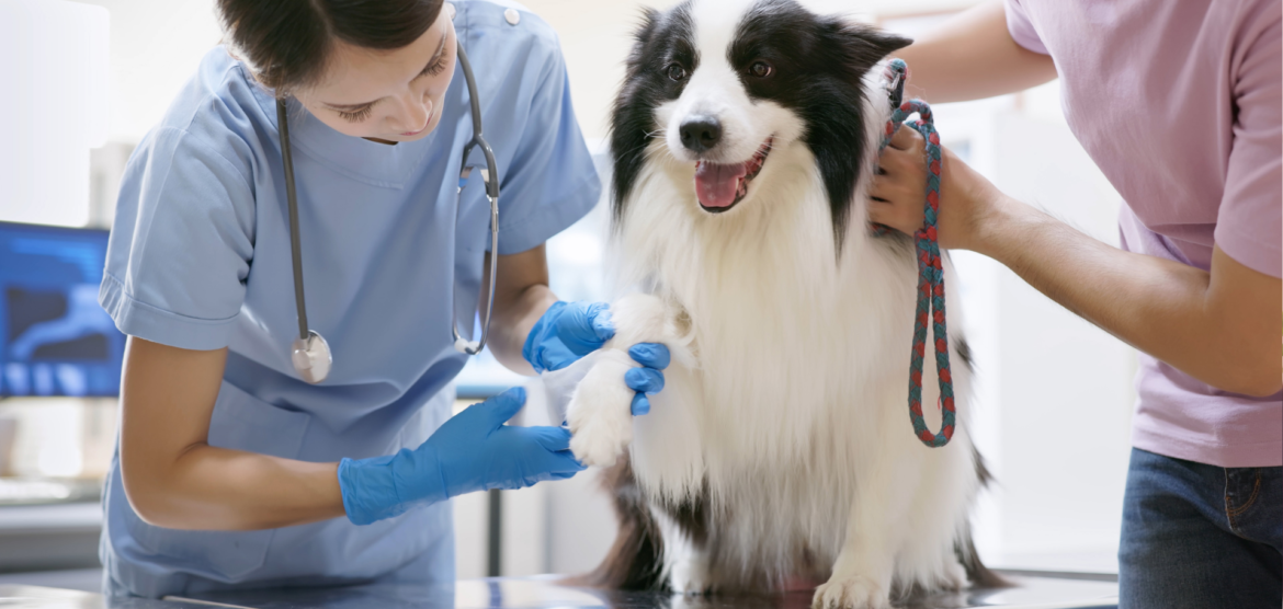 7 Ways To Attract More Local Clients to Your Veterinary Clinic Through Digital Marketing.